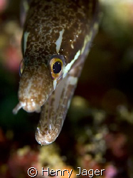 "Young Moray" Raja Ampat, West Papua by Henry Jager 